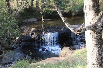 Scenic view of waterfall in forest