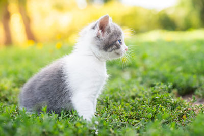 Cat looking away on field