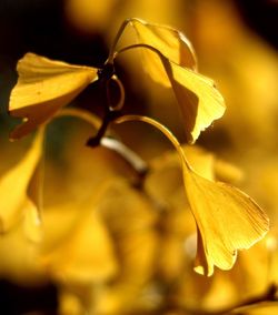 Close-up of wilted flower plant