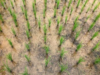 High angle view of bamboo plants on field