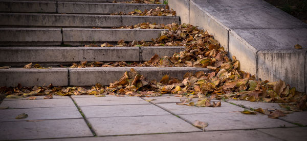 Autumn leaves on sidewalk