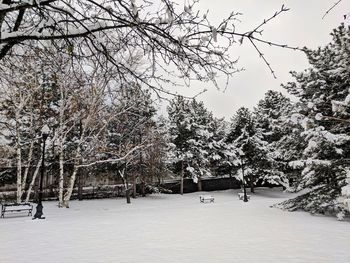 Snow covered trees against sky