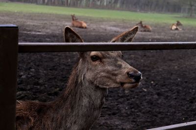 Close-up of sheep on field