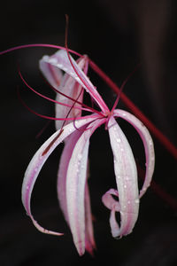 Close-up of pink flower