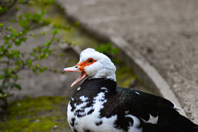 Close-up of a bird