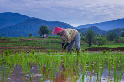 Indonesian female farmers are planting rice in the morning with a beautiful natural village view