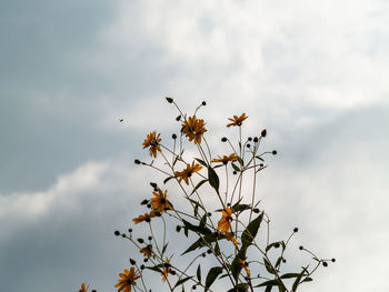 Low angle view of flowering plants against sky