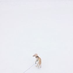 High angle view of dog on snow