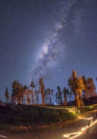 Low angle view of trees at night