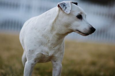 Close-up of goat on field