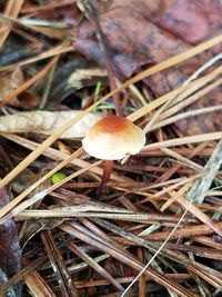 Close-up of fly agaric mushroom