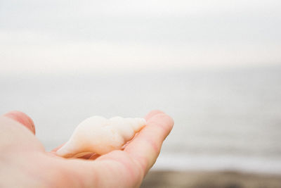 Cropped hand holding seashell at beach