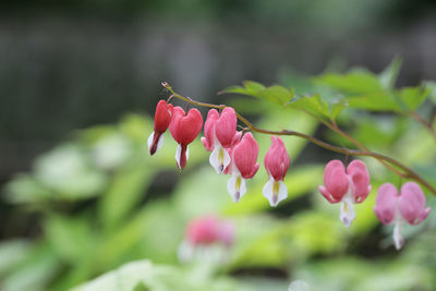 Close-up of pink flowering plant