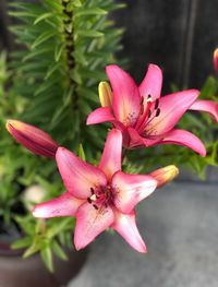 Close-up of pink day lily