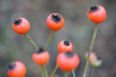 Close-up of berries growing on plant