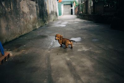 Portrait of dachshund puppy on footpath