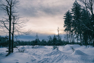 Trees in the black forest, germany, on a winter day with lots of snow