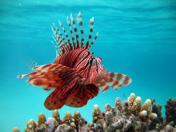 Lion fish in the red sea in clear blue water hunting for food .