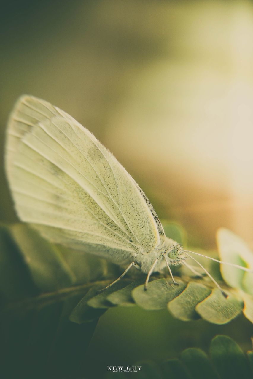 one animal, animal themes, animals in the wild, insect, close-up, wildlife, focus on foreground, selective focus, nature, leaf, plant, green color, day, fragility, outdoors, no people, beauty in nature, auto post production filter, growth, animal wing