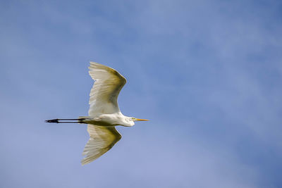 Low angle view of seagull flying