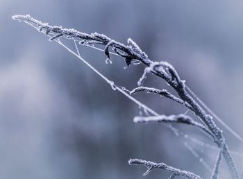 Frozen branch