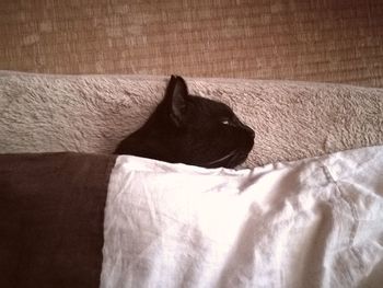 Close-up of dog sleeping on bed at home