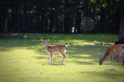 Deer standing on field