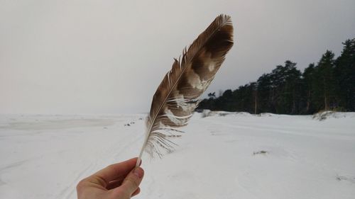Close-up of hand holding feather against sky