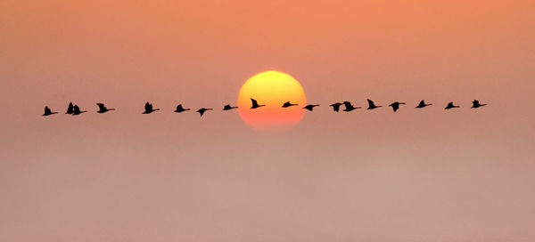 Birds flying in the sky