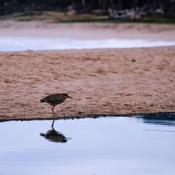 Bird on lake