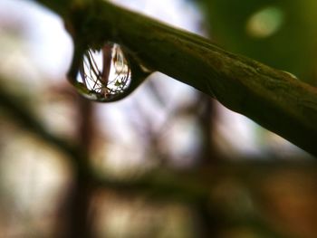 Close-up of water drop on leaf