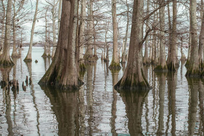 Reflection of trees in lake