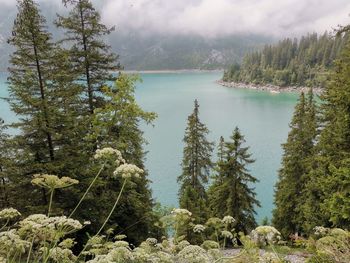 Scenic view of lake and trees against sky