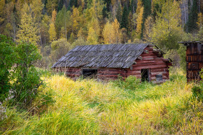 Plants growing on field by houses in forest