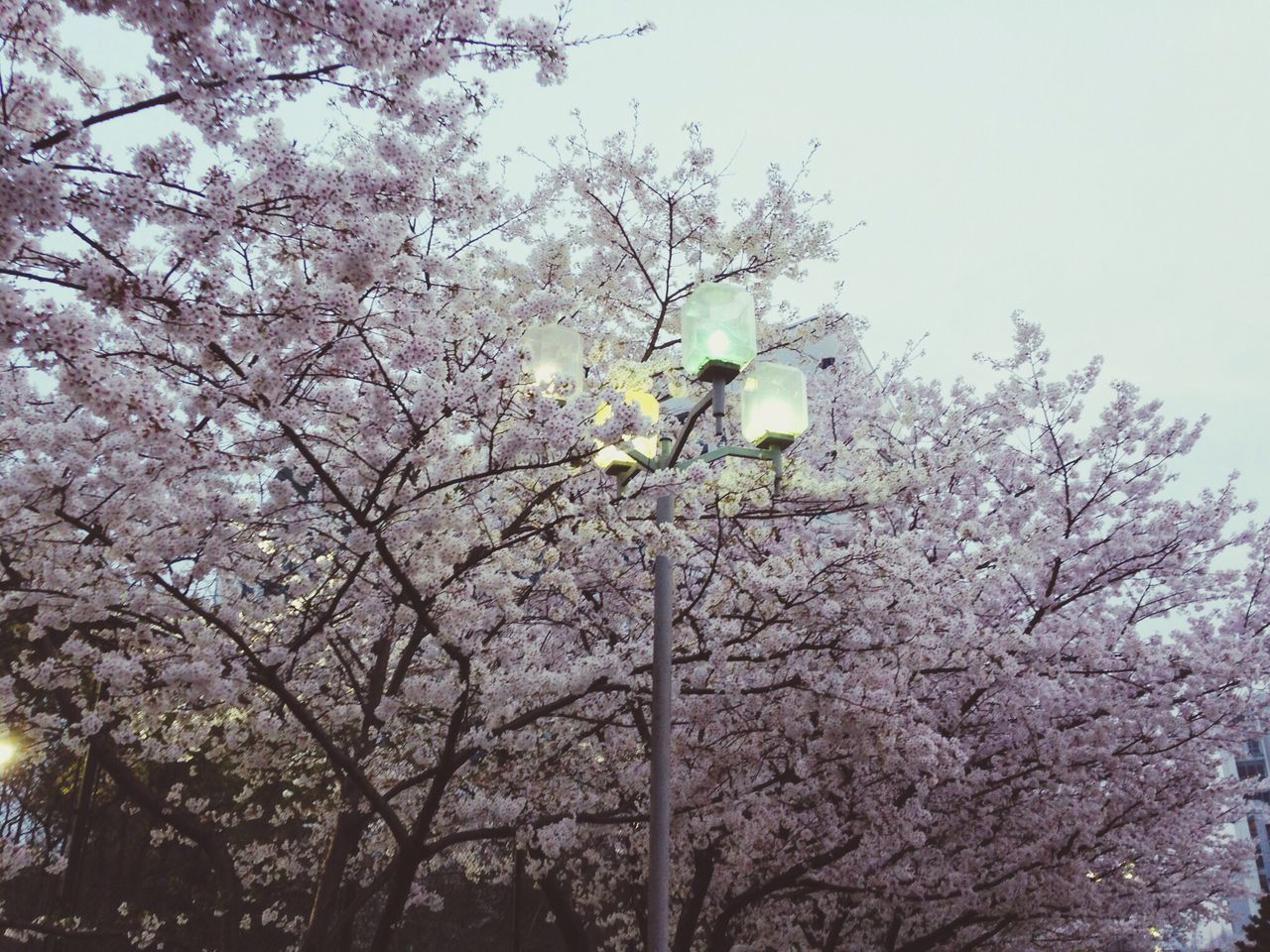 tree, low angle view, flower, branch, growth, cherry blossom, freshness, beauty in nature, cherry tree, blossom, nature, fragility, clear sky, sky, white color, in bloom, springtime, blooming, day, outdoors