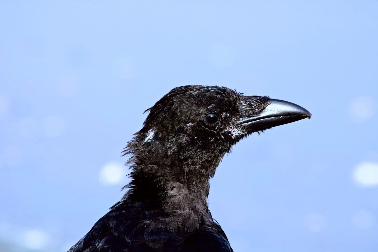 one animal, animal, animal themes, bird, vertebrate, animals in the wild, animal wildlife, black color, close-up, nature, no people, sky, day, beak, focus on foreground, copy space, looking, blue, outdoors, low angle view, animal head, profile view