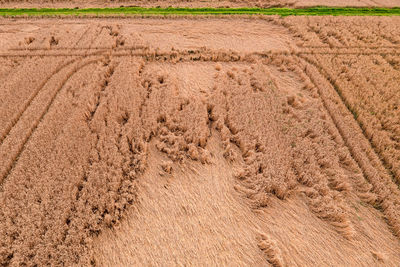Aerial view of a grain field marked by heavy rain with tractor tracks and green strips