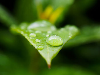 Close-up of wet leaf