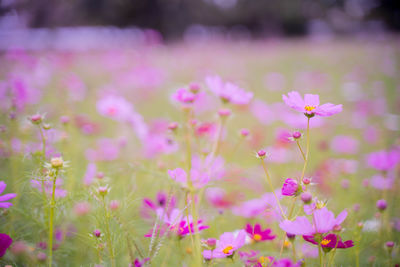 Close-up of pink cosmos flowers on field