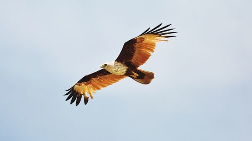 Low angle view of eagle flying against clear sky