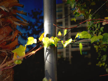 Close-up of plant growing by tree