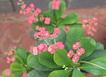 Close-up of pink flowering plant