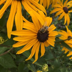 Close-up of honey bee on yellow flower