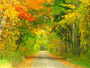 Road passing through forest