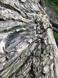 Full frame shot of tree trunk