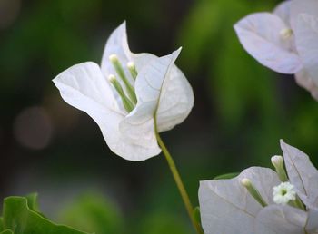 Close-up of white rose flower