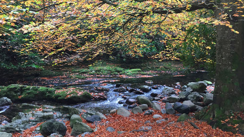 Scenic view of waterfall in forest during autumn