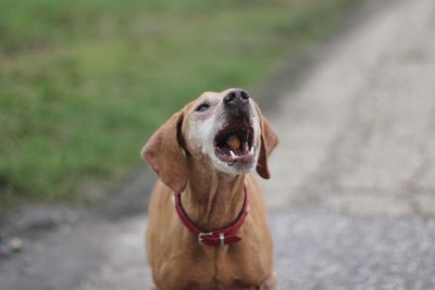 Close-up of dog