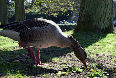 Close-up of bird on field