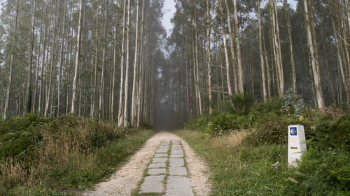 Road amidst trees in forest